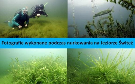 Fotografie wykonane podczas nurkowania na Jeziorze Switez ico