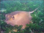 Black sea stingray fauna