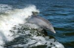 Black Sea Bottlenose Dolphin dolphin fauna