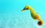 Black sea fauna Seahorse