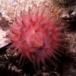 Czarne morze fauna actinia 1