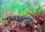 Black sea fauna goby