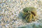 Czarne morze fauna hermit crab