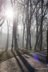 Franko Drohobych street park next to the university 2