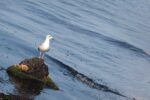 Teodozja bird MG 3232 (e)