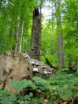 Uzanski National Park 5