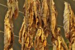 dried tobacco leaves